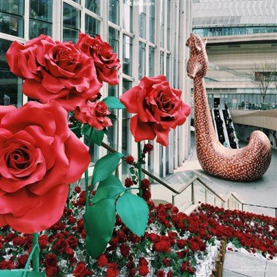 Valentínska kvetina